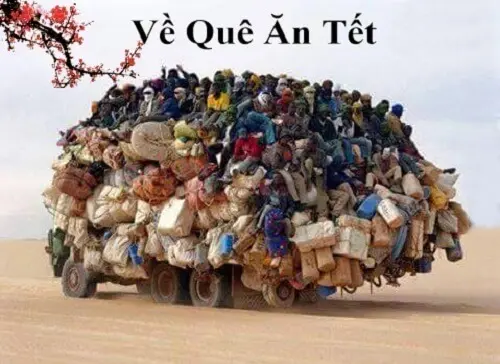 Ảnh mèo meme đón tết với mèo đáng yêu, tạo niềm vui trong dịp Tết.