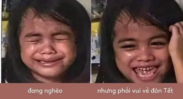 Tết meme mèo dễ thương và vui nhộn, chào đón Tết đầy sắc màu.
