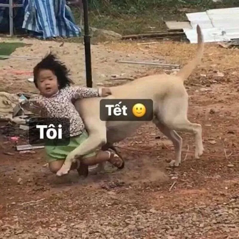 Avatar tết mèo meme đáng yêu, tạo không khí Tết thêm phần dễ thương.