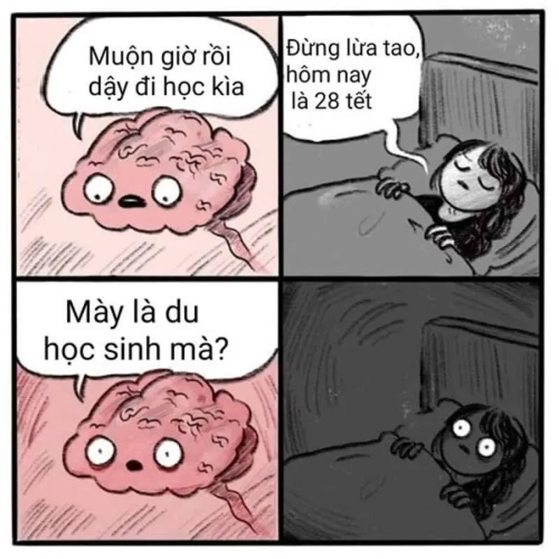 Ảnh mèo meme tết dễ thương, mang lại tiếng cười cho mọi người.