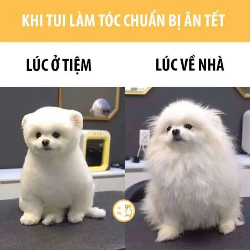 Ảnh tết 2024 meme dễ thương, làm sáng bừng không khí năm mới.