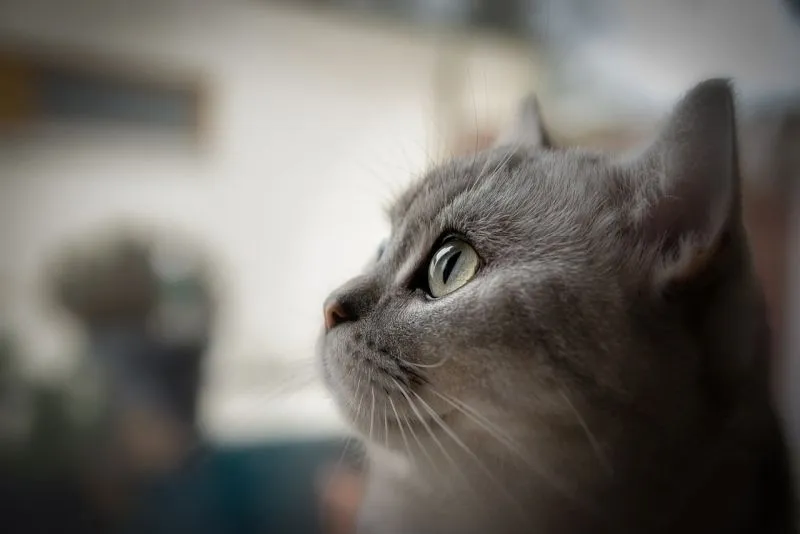 Meme mèo cười vô tri cực kỳ đáng yêu và gây ấn tượng mạnh mẽ. Meme mèo cười vô tri cực kỳ đáng yêu và gây ấn tượng mạnh mẽ.