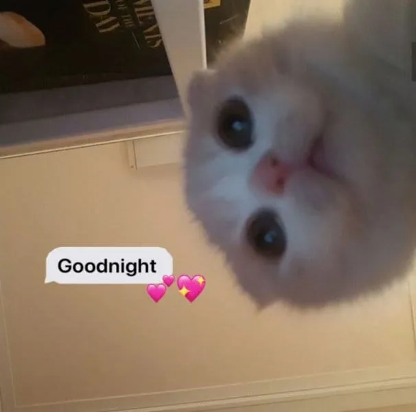 Ngủ ngon meme cute hài hước và rất ngộ nghĩnh.