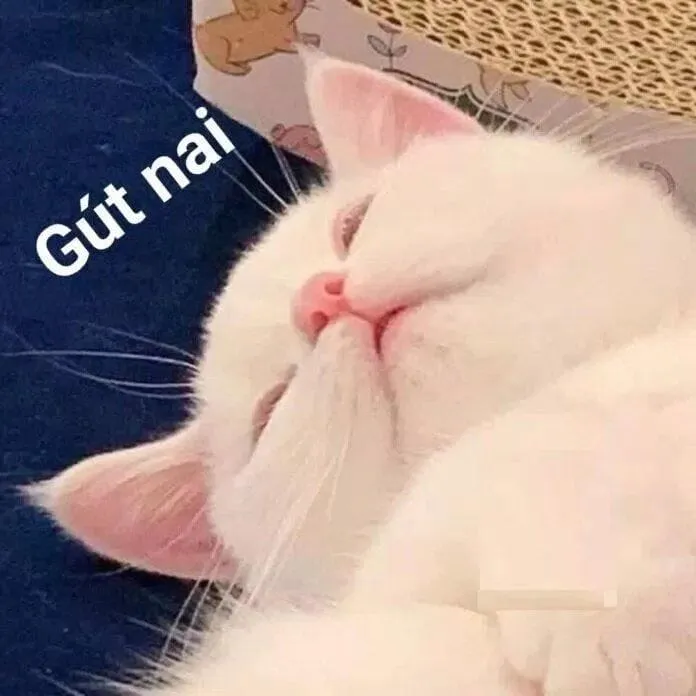 Meme mèo buồn ngủ đáng yêu làm tan chảy mọi trái tim.