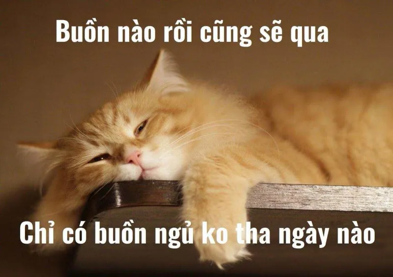 Mèo ngủ meme ngộ nghĩnh, dễ thương cực kỳ.
