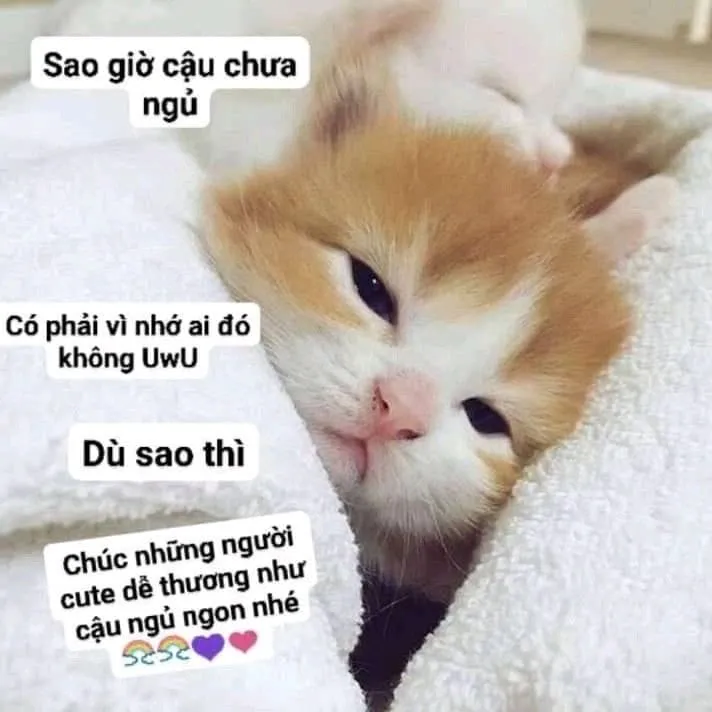 Mèo ngủ meme ngộ nghĩnh, dễ thương cực kỳ.