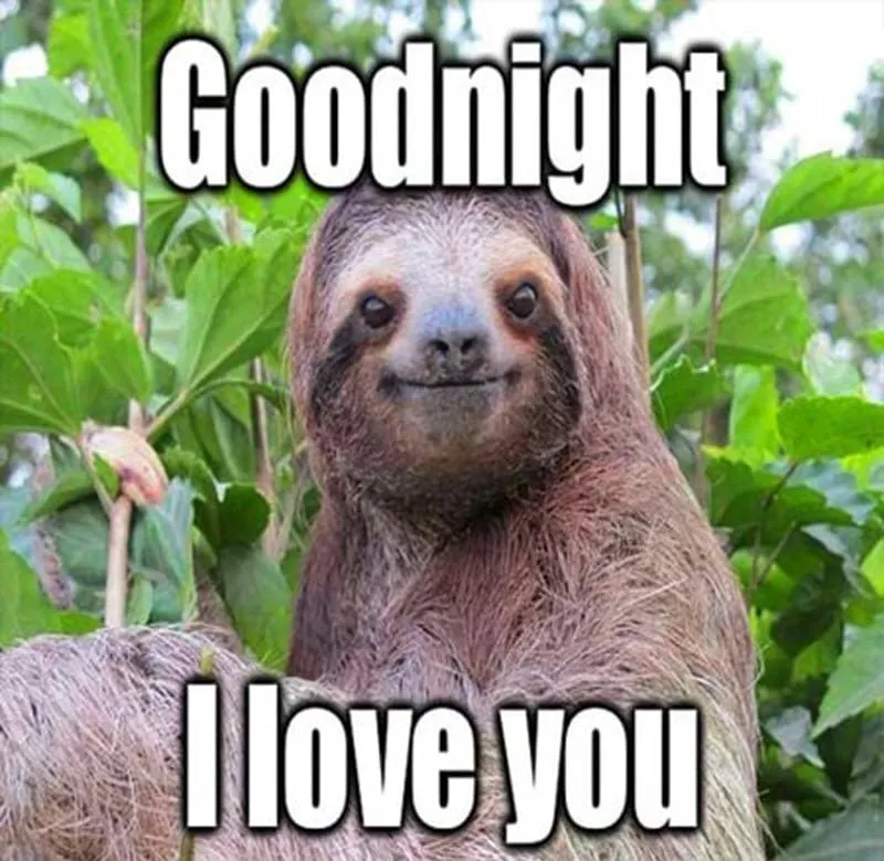 Ảnh meme ngủ ngon đáng yêu và thư giãn.