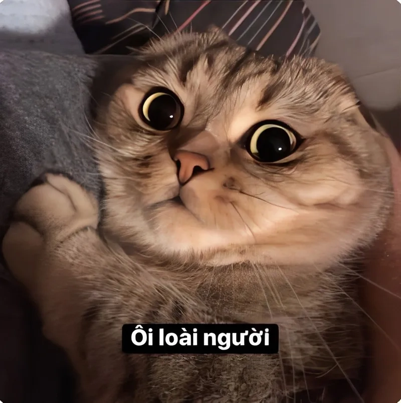 German language meme sẽ mang đến những tình huống thú vị và hài hước cho bạn!