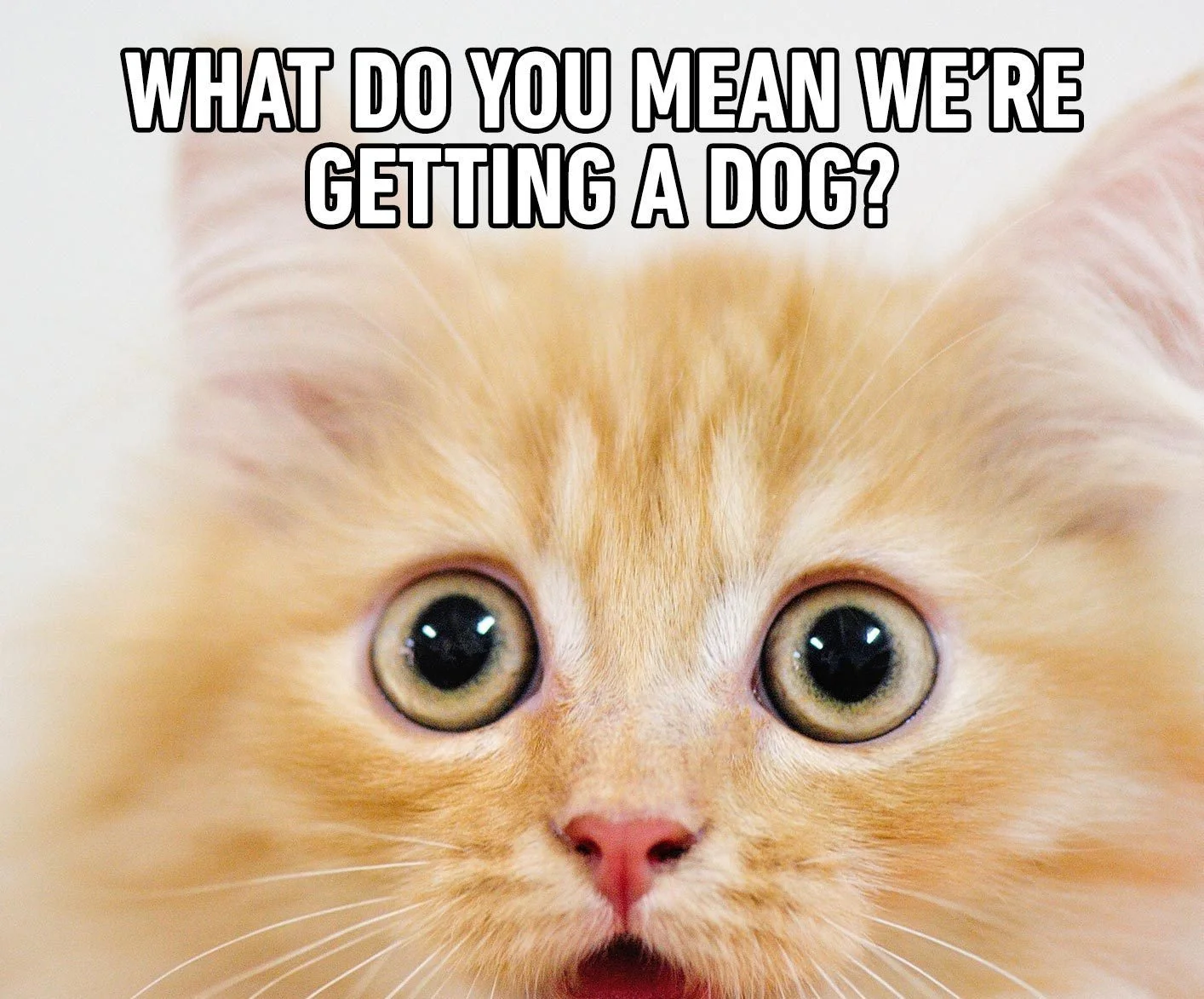 Khám phá bộ sưu tập cute meme cực hài Khám phá bộ sưu tập cute meme cực hài