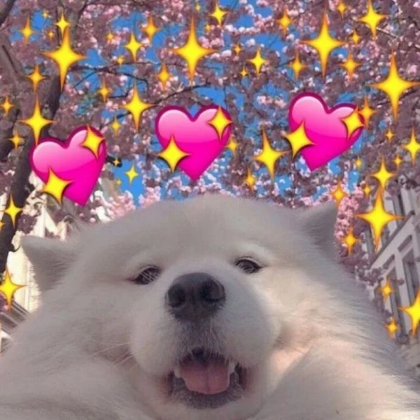 Xem ngay bộ vô tri meme mèo khóc cute thú vị Xem ngay bộ vô tri meme mèo khóc cute thú vị