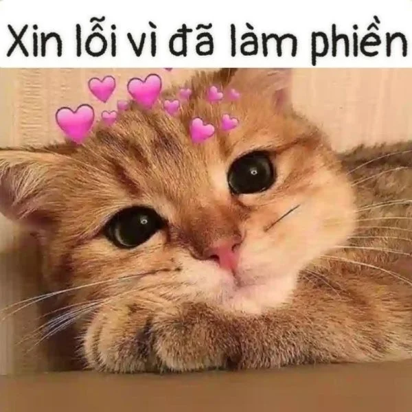 Ấn tượng với cute meme mèo tặng hoa dễ thương Ấn tượng với cute meme mèo tặng hoa dễ thương