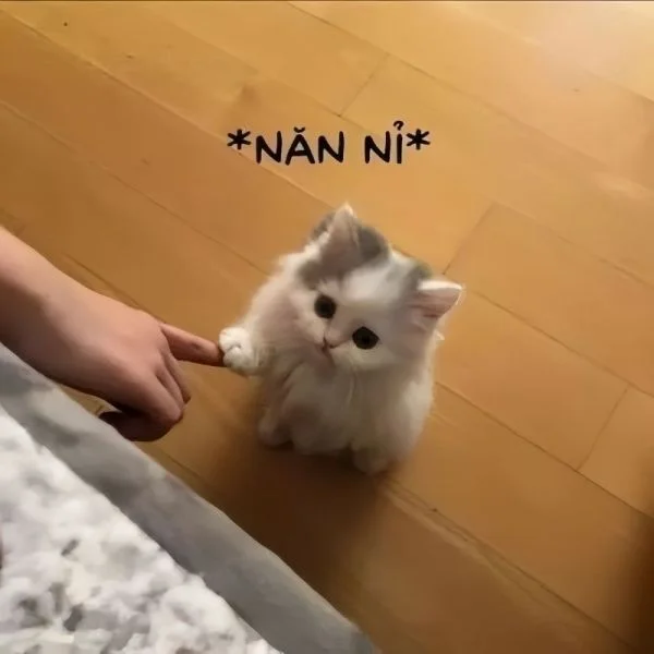 Tặng bạn bộ meme chúc mừng sinh nhật cute siêu lạTặng bạn bộ meme chúc mừng sinh nhật cute siêu lạ Tặng bạn bộ meme chúc mừng sinh nhật cute siêu lạTặng bạn bộ meme chúc mừng sinh nhật cute siêu lạ