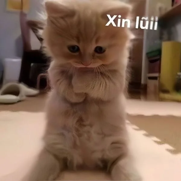Hài hước cùng meme chống nạnh cute dễ thương Hài hước cùng meme chống nạnh cute dễ thương