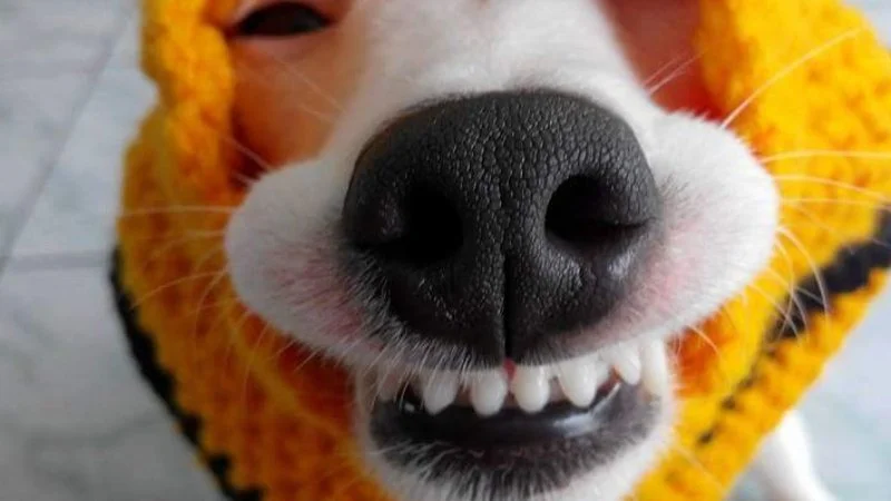 Con chó cười meme khiến bạn bật cười ngay 