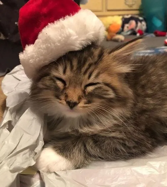 Hình mèo noel meme hài hước, gửi ngay để khuấy động không khí.