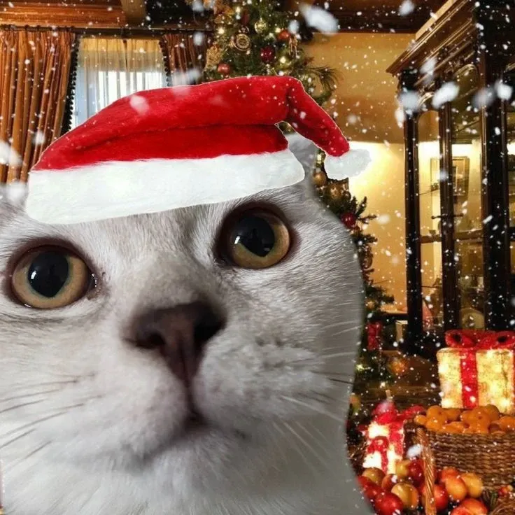 Meme mèo đội mũ noel cực cute, nhìn là thấy giáng sinh về.