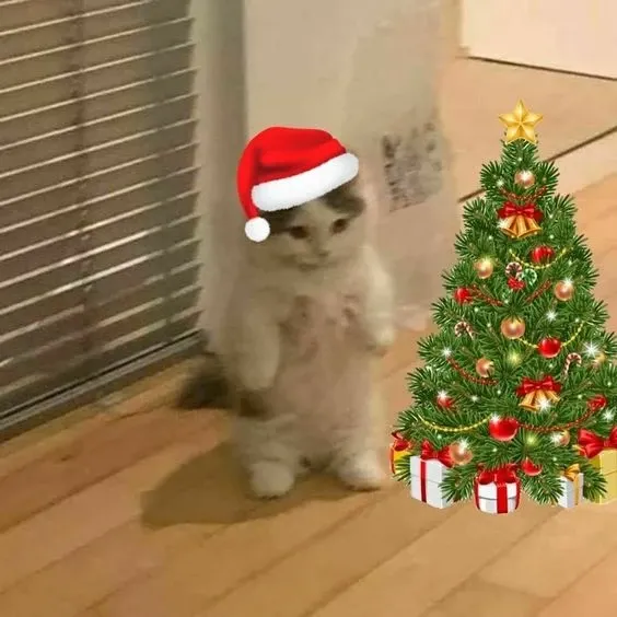 Cat noel meme dễ thương, ai cũng muốn sở hữu.