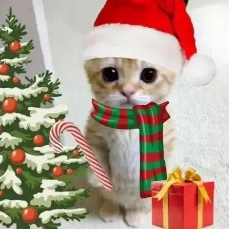 Mèo noel meme vui nhộn, chuẩn bị đón giáng sinh thôi.