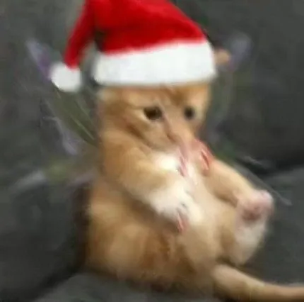 Ảnh mèo noel meme cực đáng yêu, nhìn là muốn lưu ngay.