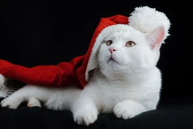 Meme mèo noel cute hết nấc, hợp mọi tâm trạng lễ hội.