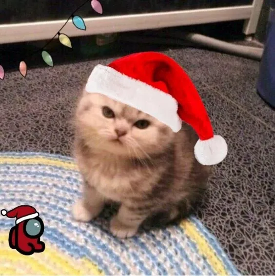 Avatar mèo noel meme cực xinh, thay ngay để đón giáng sinh.