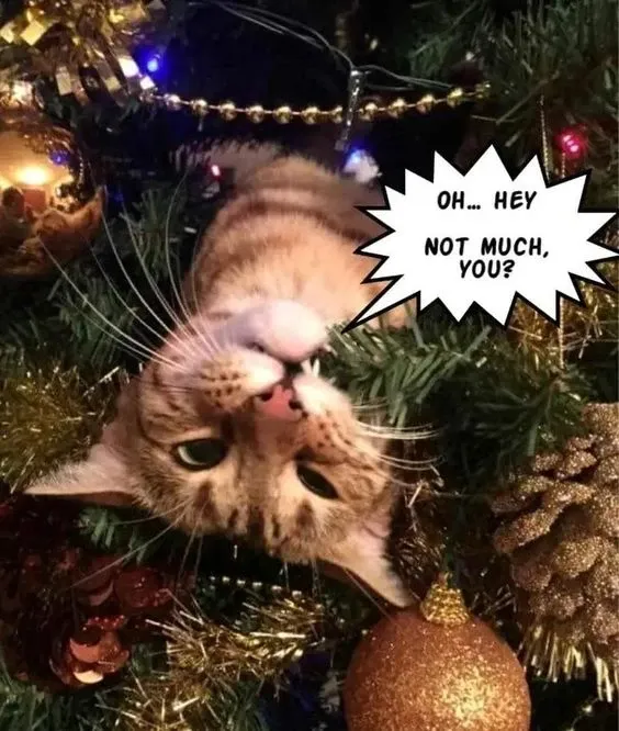 Mèo meme noel dễ thương, hòa mình vào không khí giáng sinh.