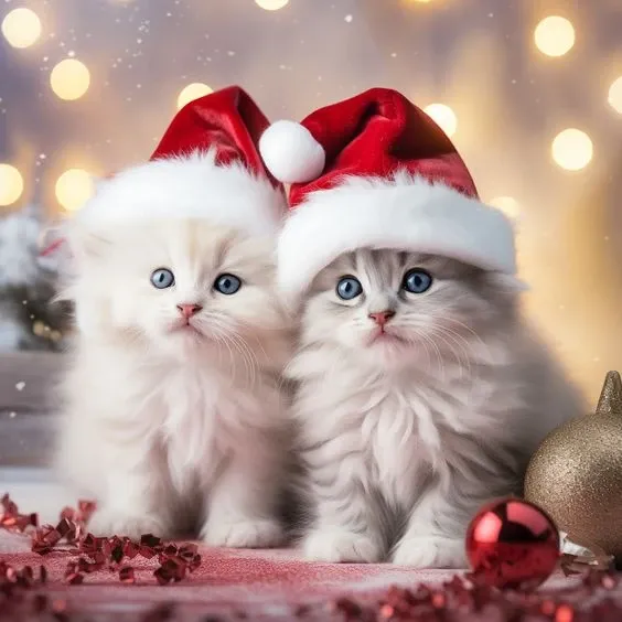 Ảnh meme mèo noel ngộ nghĩnh, ai cũng thích mê.