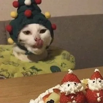 Ảnh mèo giáng sinh vô tri meme biểu cảm hài hước, cực đáng yêu.