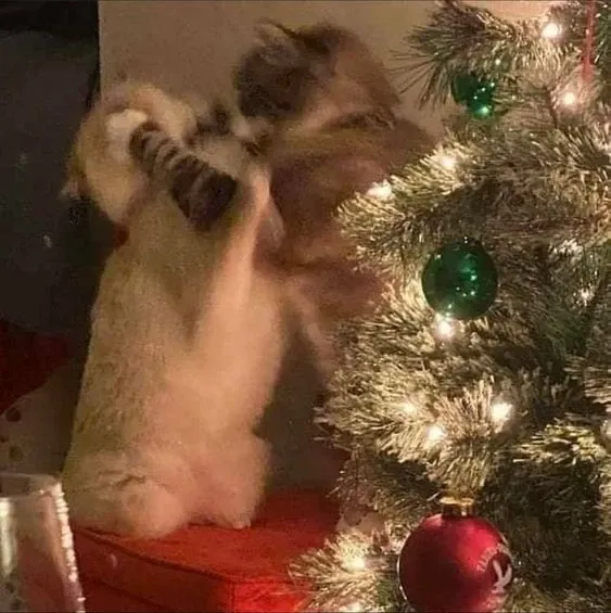 Ảnh mèo giáng sinh meme siêu cute, gửi ngay để lan tỏa niềm vui.