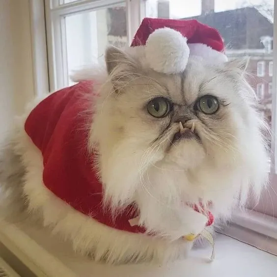 Avatar mèo giáng sinh meme đáng yêu, thay ngay cho mùa lễ hội.