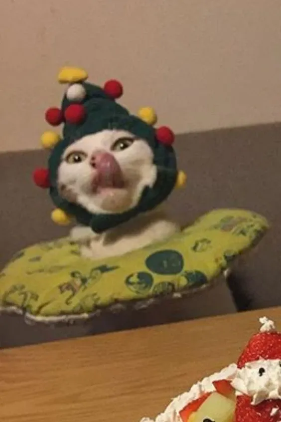 Avatar meme mèo giáng sinh cực dễ thương, hợp trend giáng sinh.