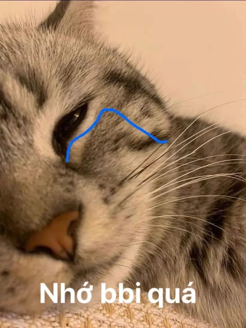 Bánh mì trí nhớ meme hài hước, ai cũng muốn thử.