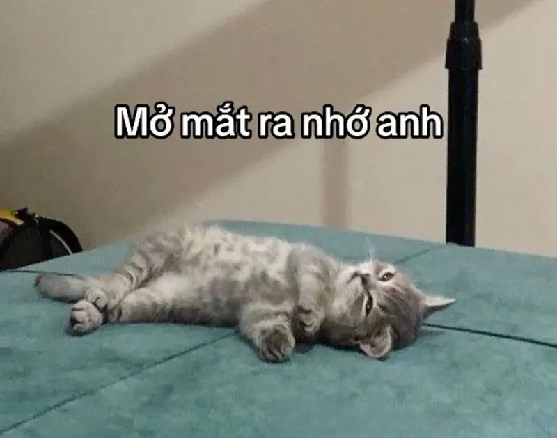 Meme mèo nhớ em dễ thương, ai nhìn cũng tan chảy.