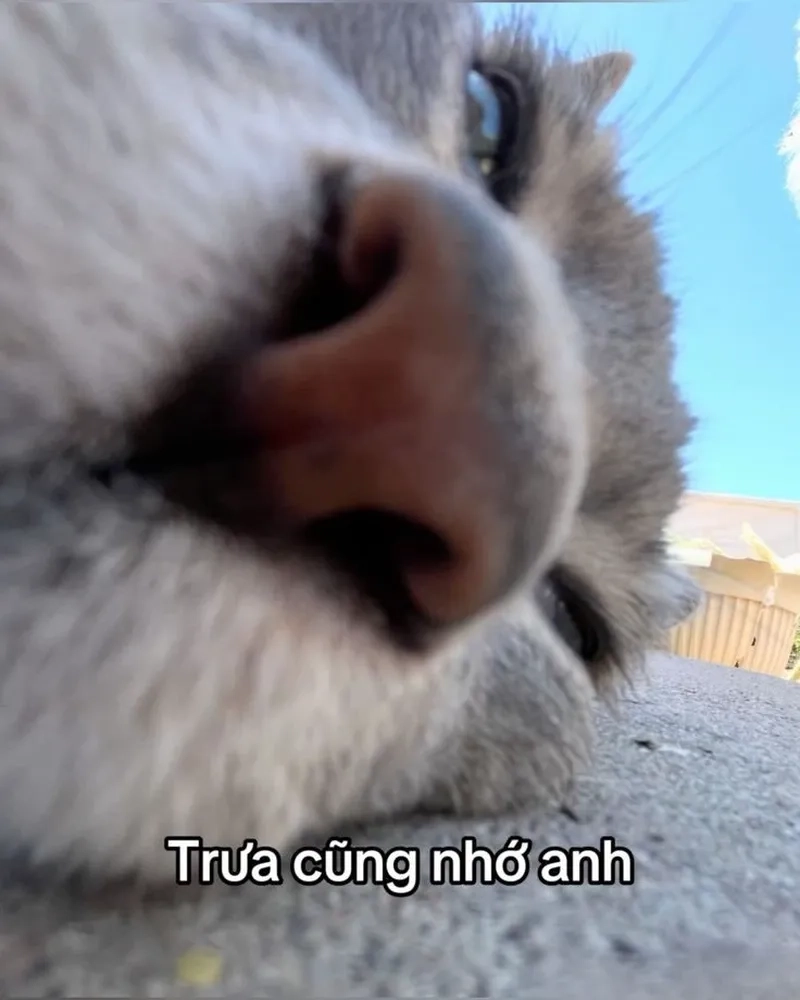 Meme anh nhớ em biểu cảm đáng yêu, nhìn là muốn ôm.