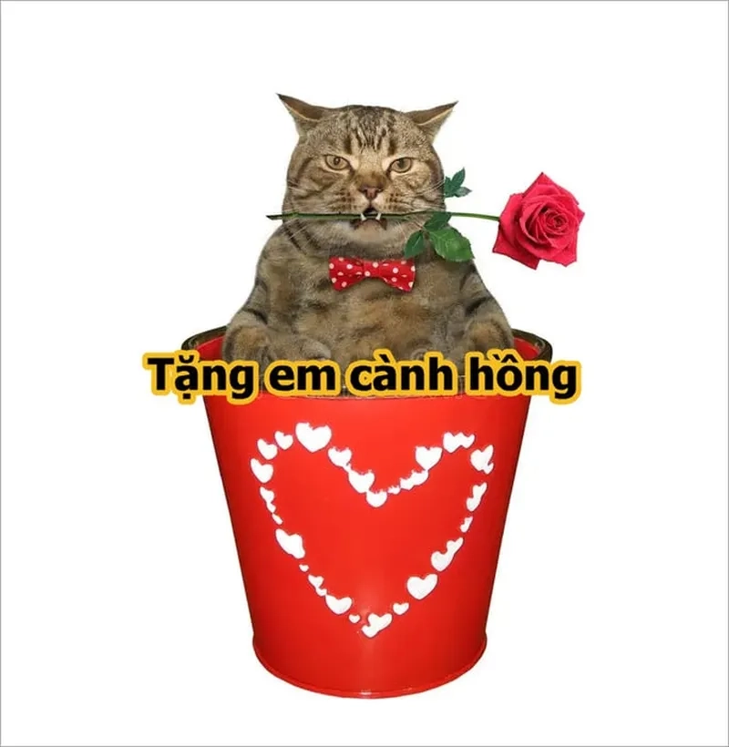 Meme tặng hoa khiến người xem không thể không yêu thích ngay lập tức!