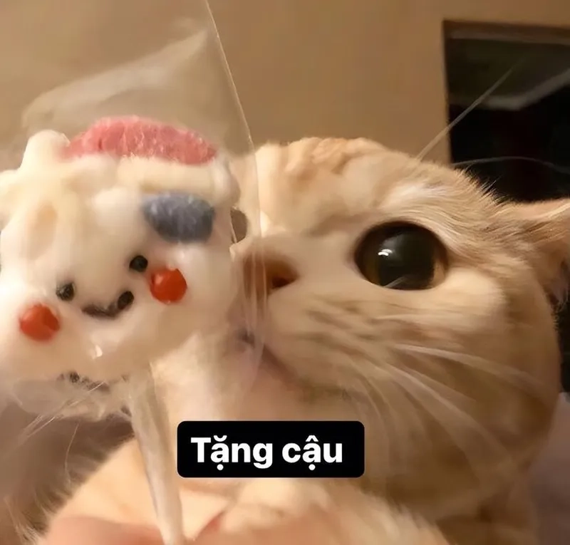 Meme mèo tặng hoa khiến bạn không thể không yêu thích ngay lập tức!