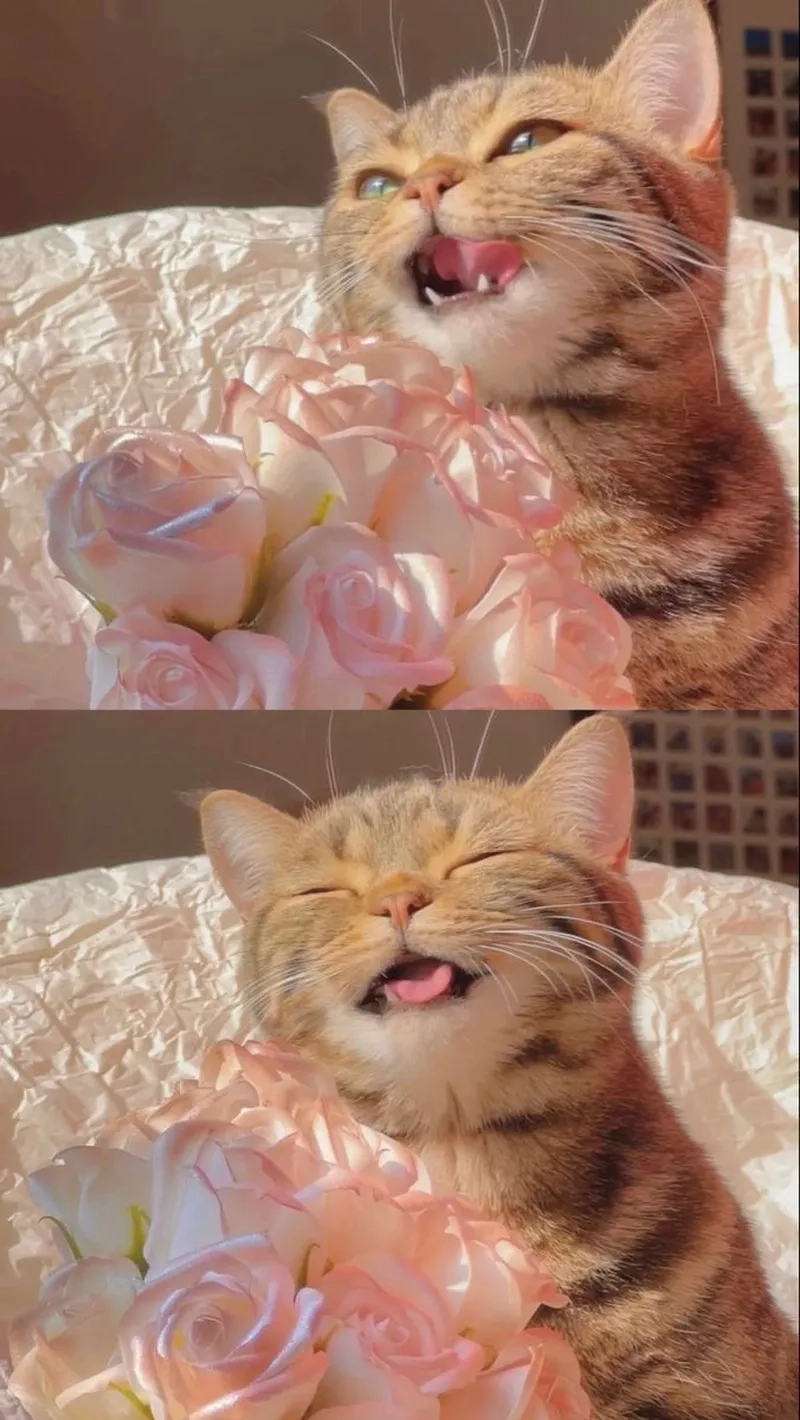 Một mèo tặng hoa meme cực kỳ dễ thương, làm người xem không thể rời mắt!