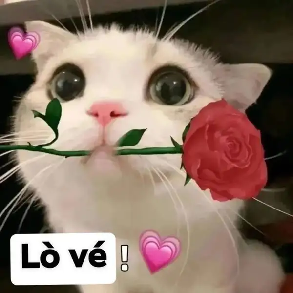 Tặng hoa meme khiến bạn không thể nhịn cười với vẻ mặt đáng yêu!