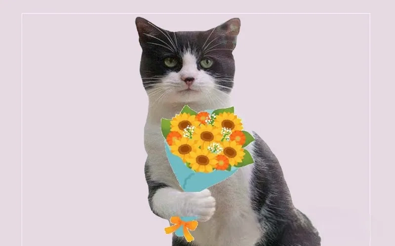 Meme quà tặng cuộc sống mang đến những khoảnh khắc vui nhộn!