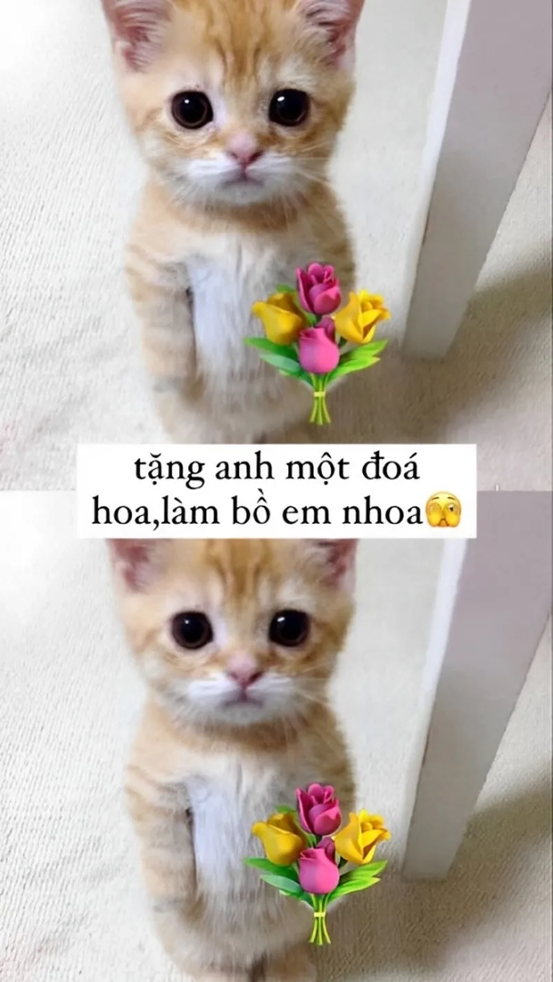 Meme tặng quà sinh nhật khiến ngày đặc biệt thêm phần ý nghĩa!