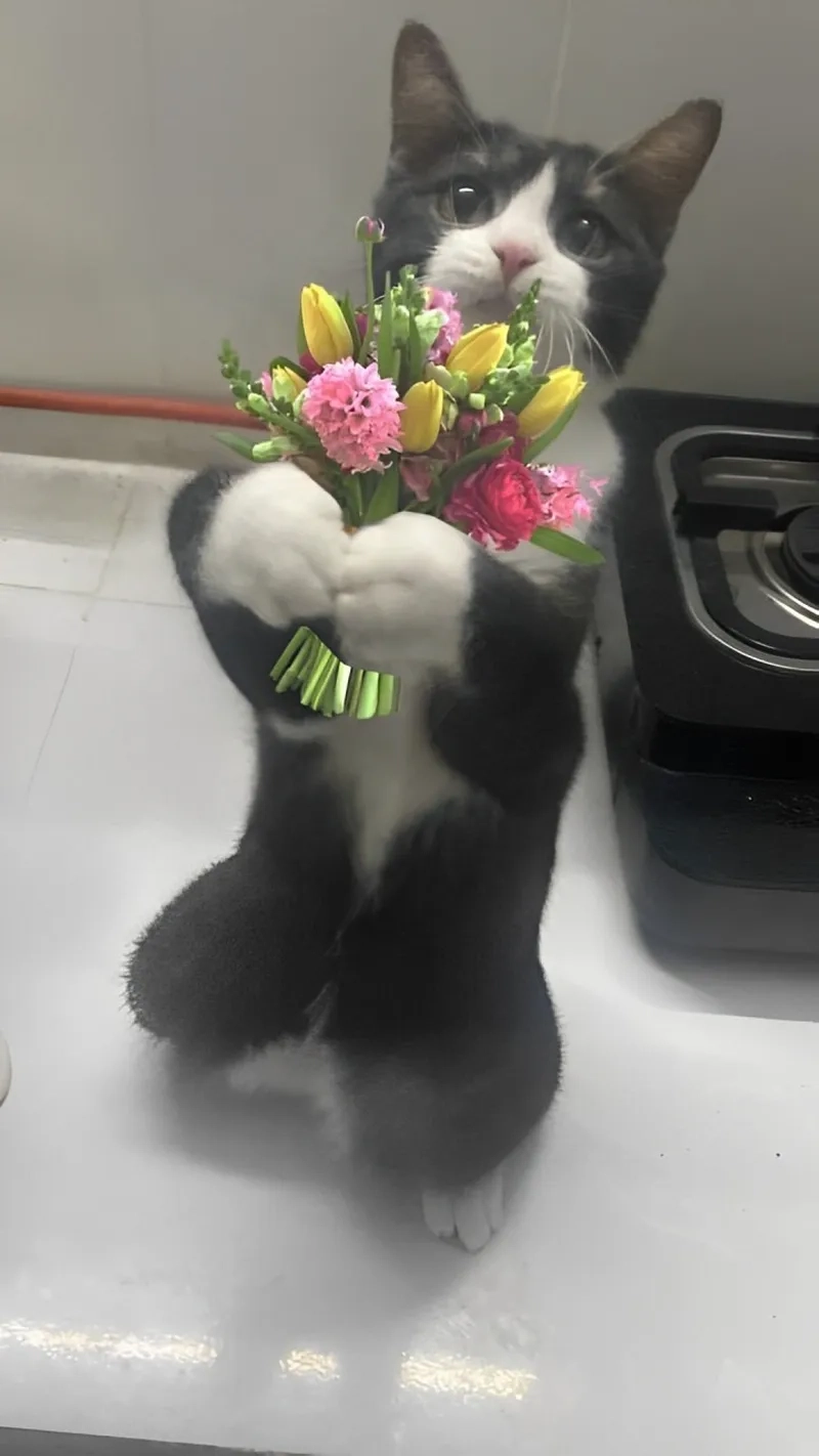 Meme mèo tặng hoa hồng siêu dễ thương, ai nhìn cũng phải mỉm cười!