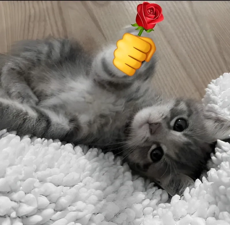 Cảm ơn bạn bằng con mèo tặng hoa meme cực kỳ ngọt ngào!