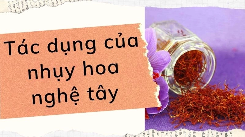 Saffron - Người bạn đồng hành cho giấc ngủ ngon